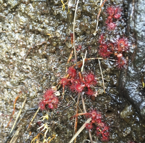 Drosera Spatulata, Ruapehu